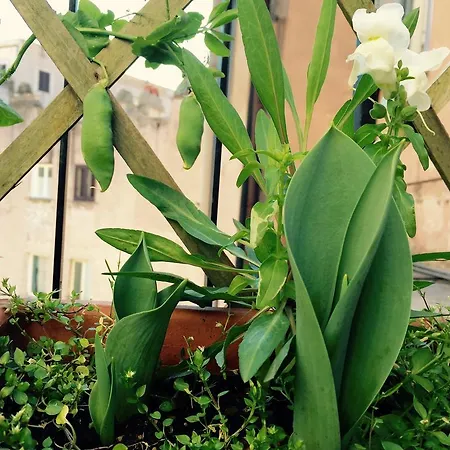Campo De' Fiori Apartment